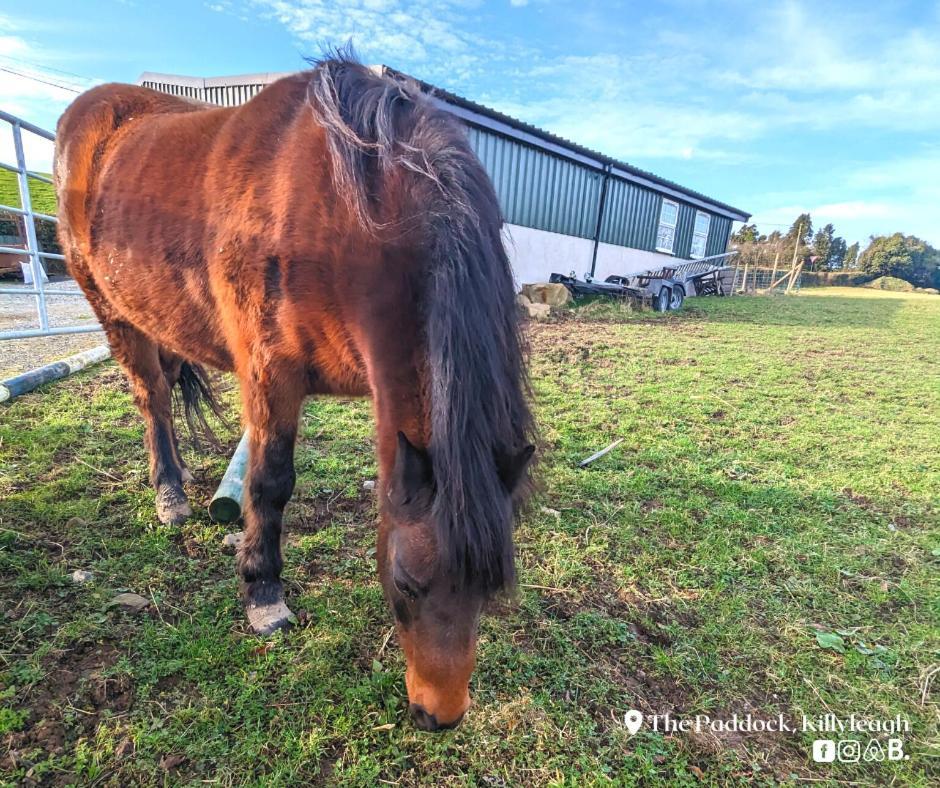 Apartamento The Paddock Killyleagh Exterior foto